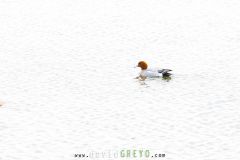 Canard siffleur
