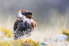 Combattant varié