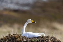 Cygne chanteur