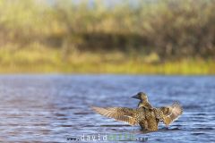 Eider à duvet