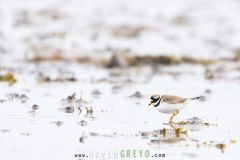 Grand gravelot