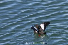 Guillemot à miroir