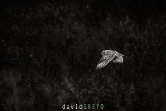 Hibou des marais