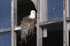 Mouette tridactyle