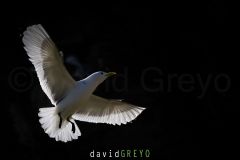 Mouette tridactyle