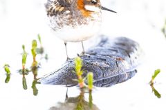 Phalarope à bec étroit
