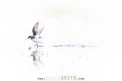 Phalarope à bec étroit