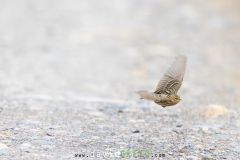 Pipit à gorge rousse