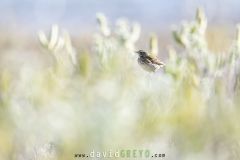 Pipit farlouse