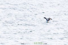 Plongeon à bec blanc
