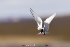 Sterne arctique
