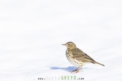 O7A4506