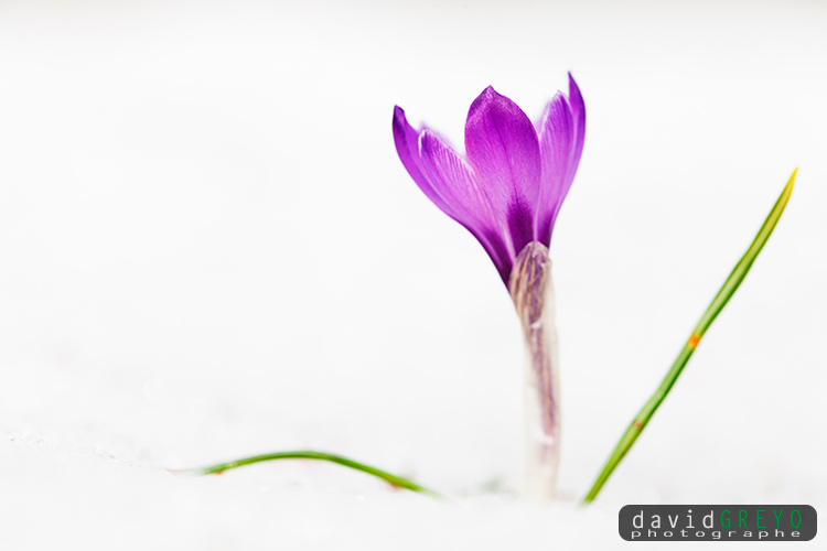 Crocus printanier