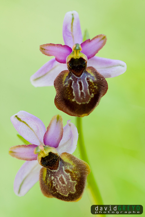 Ophrys de l'Aveyron