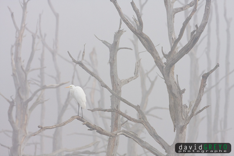 Grande Aigrette