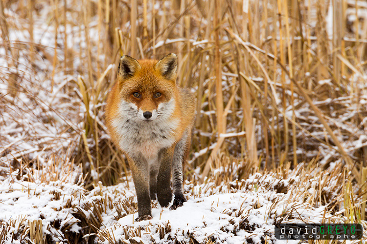 Renard roux