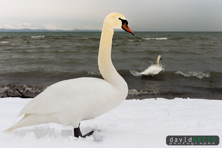 Cygne tuberculé