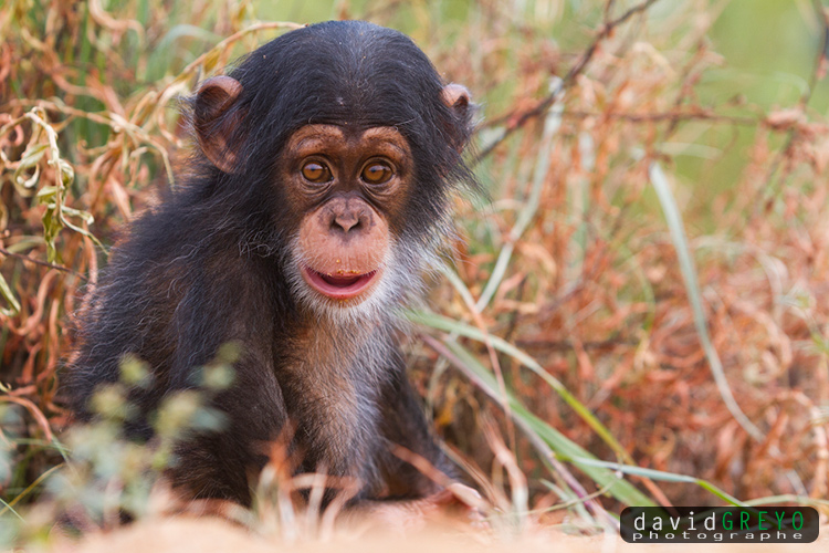 Bébé chimpanzé sur les bords du Niger