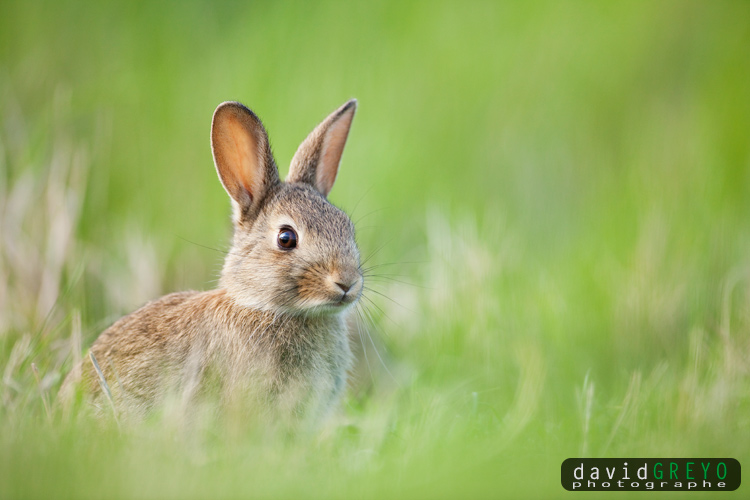 Lapin de garenne