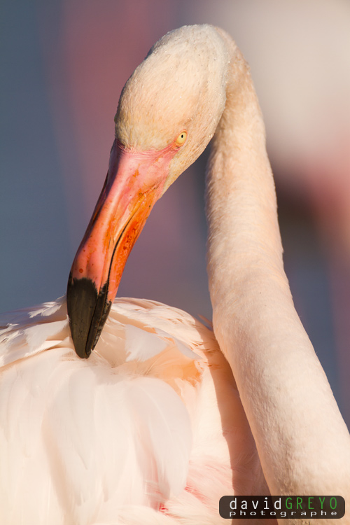 Flamant rose