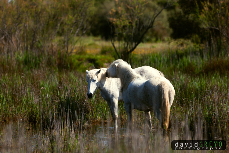 Cheval camarguais