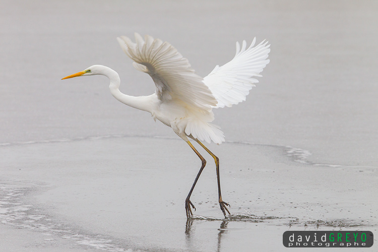 Grande aigrette