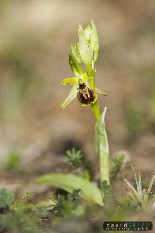 Ophrys petite araignée