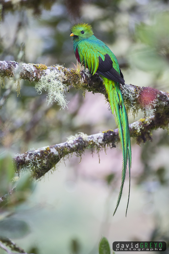 Quetzal resplendissant