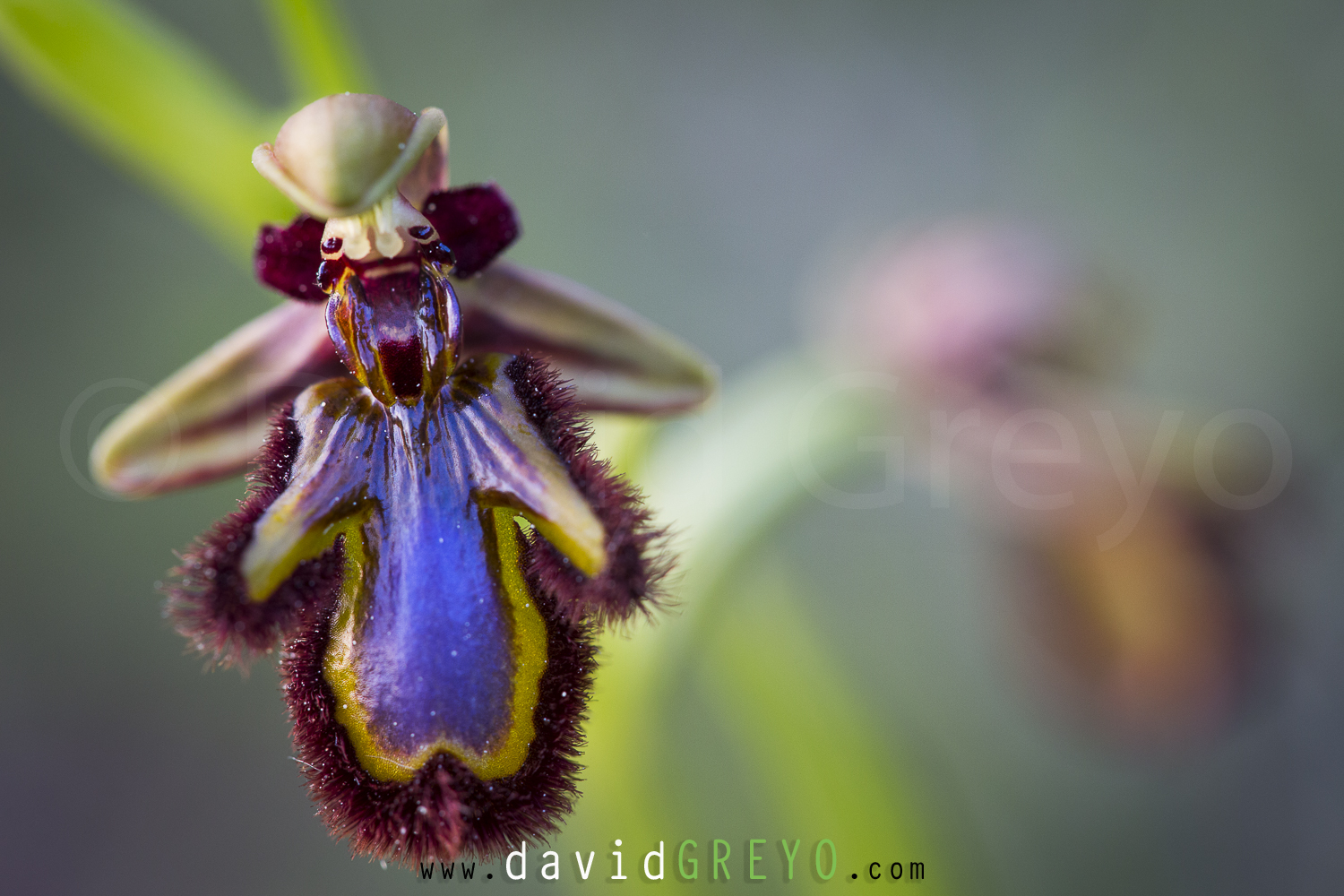 Ophrys ciliata