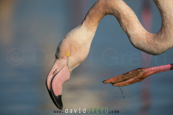 Flamant rose