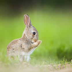 Animaux