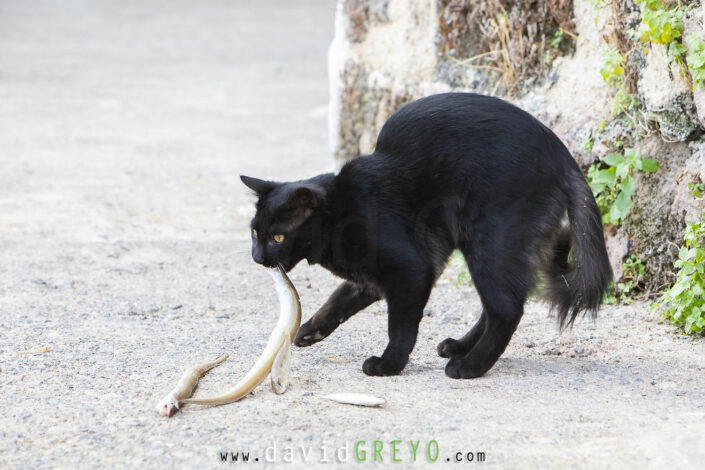 Chat et sa pêche