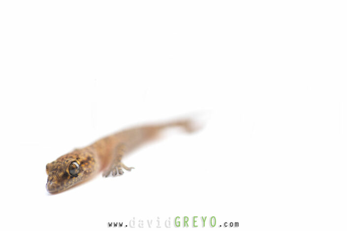 Gecko