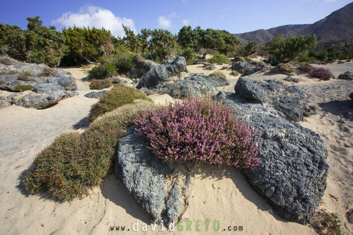 Dunes