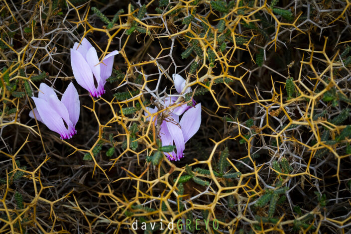 Cyclamen de Crète