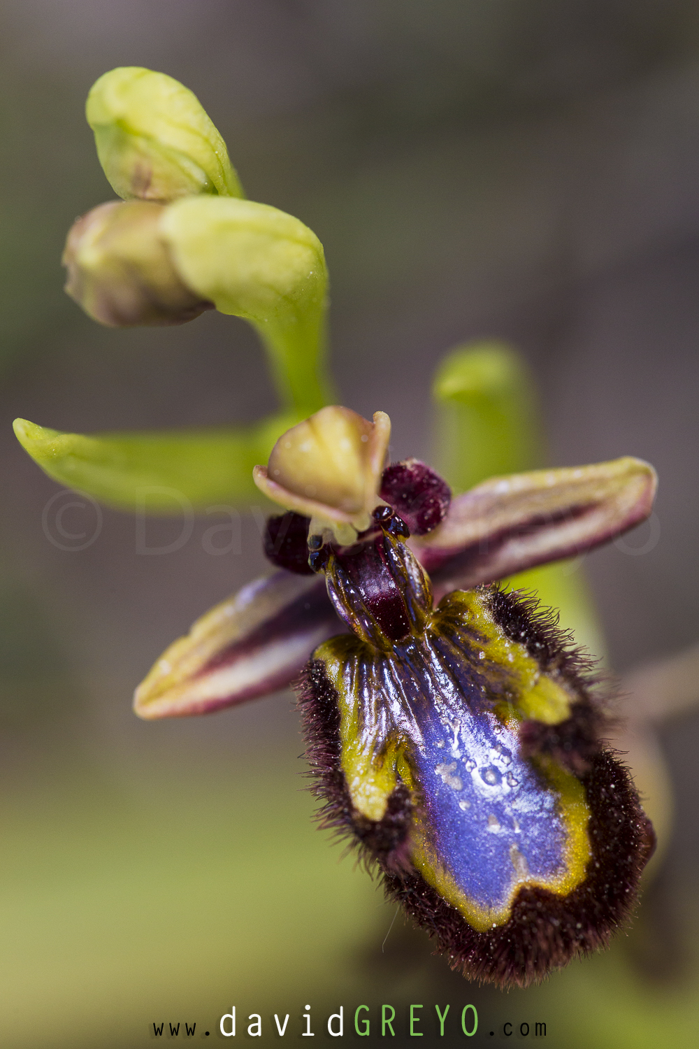 Ophrys miroir