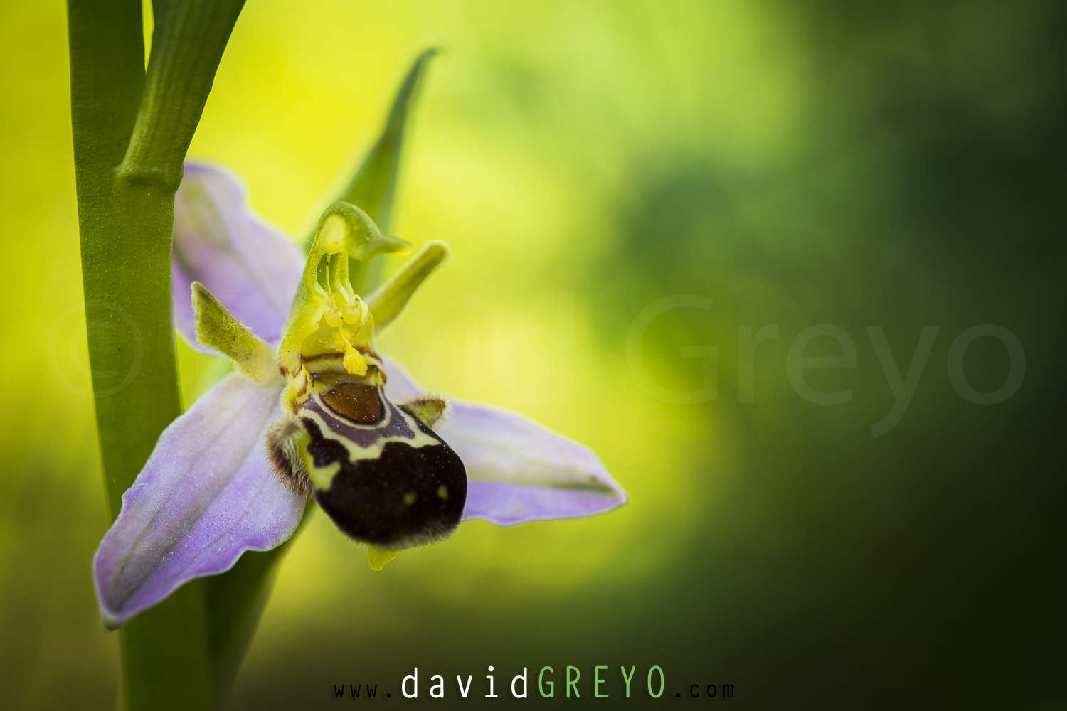 Ophrys abeille