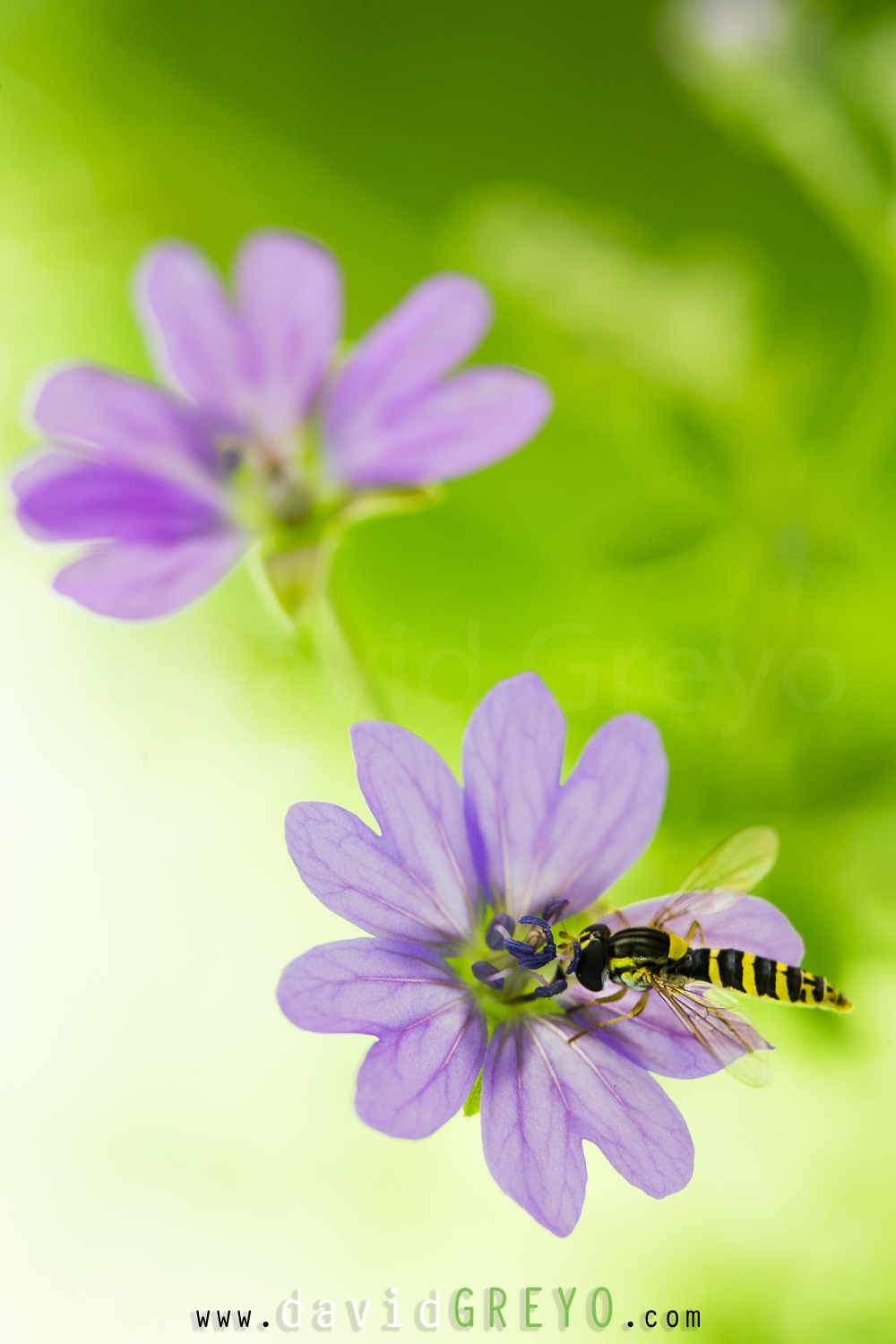 Syrphe sur une mauve