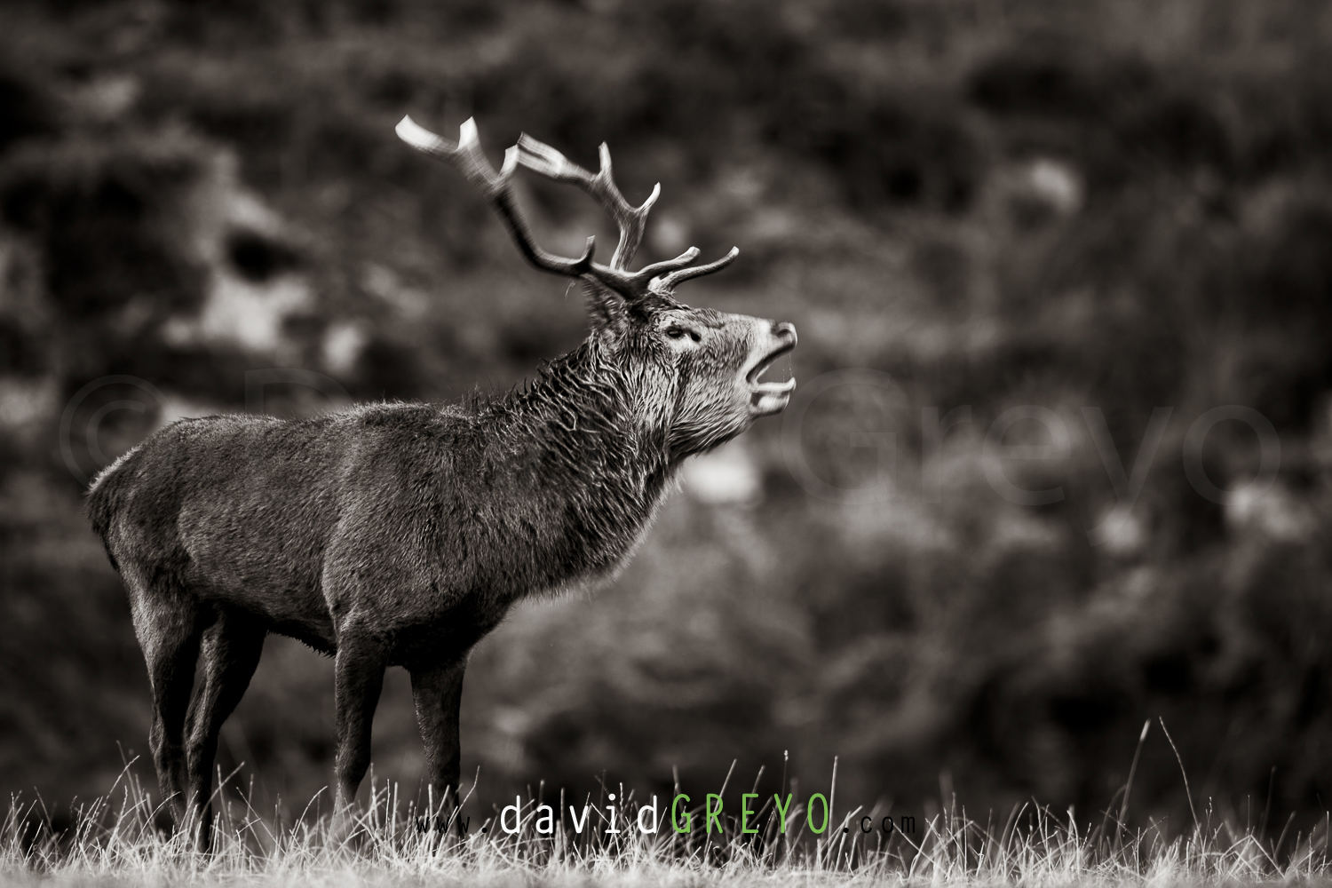 Cerf élaphe