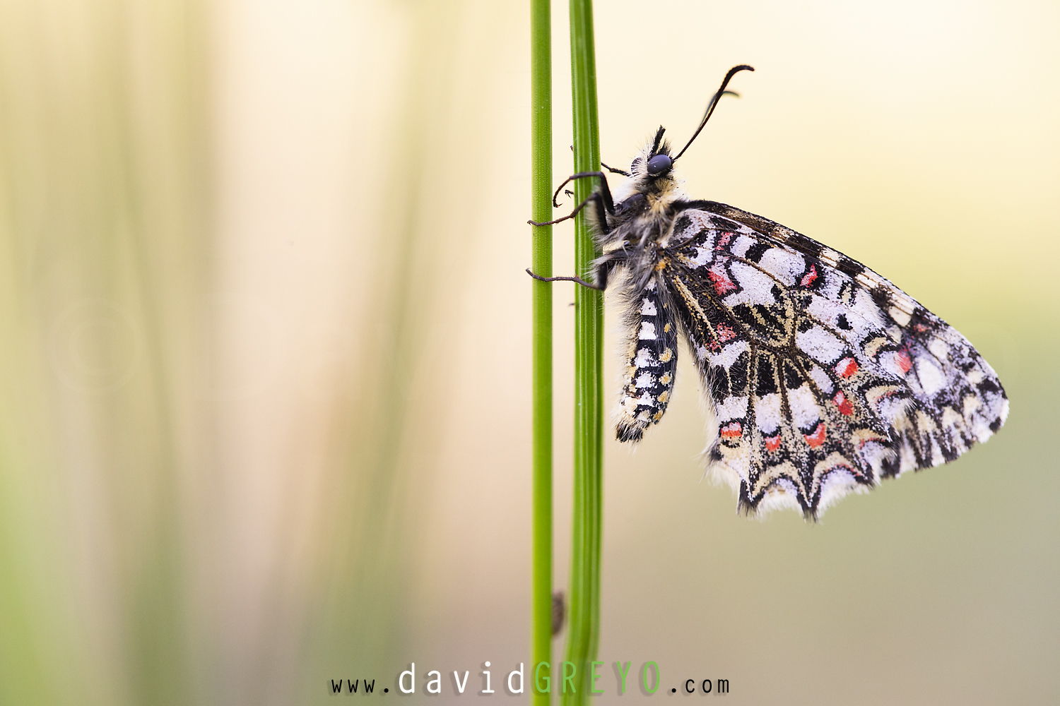 papillon