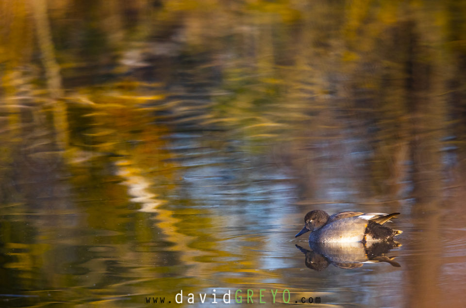 Canard chipeau