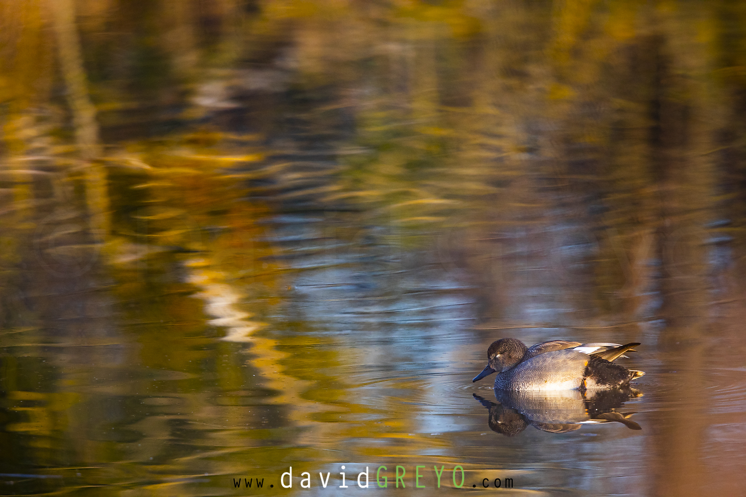 Canard chipeau