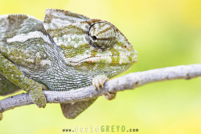 Caméléon commun