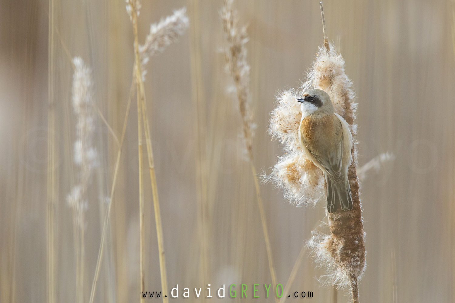 Rémiz penduline