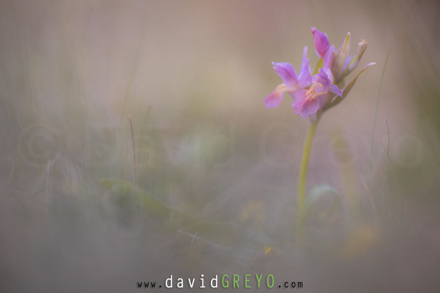 Orchis sureau