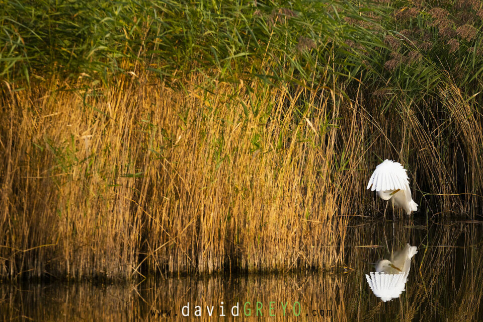 Grande Aigrette