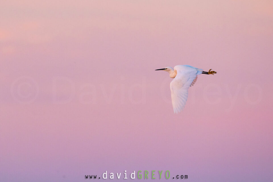 Aigrette garzette à l'aube