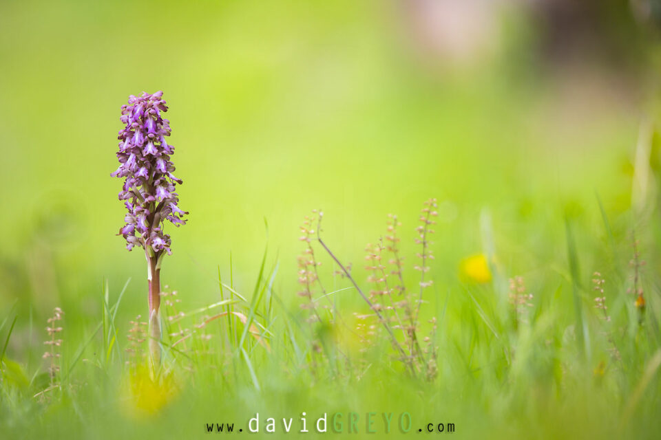 La Barlie de Robert encore appelée l'Orchis géant (Himantoglossum robertianum)