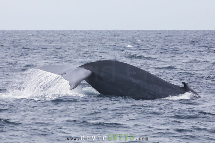 Baleine bleue