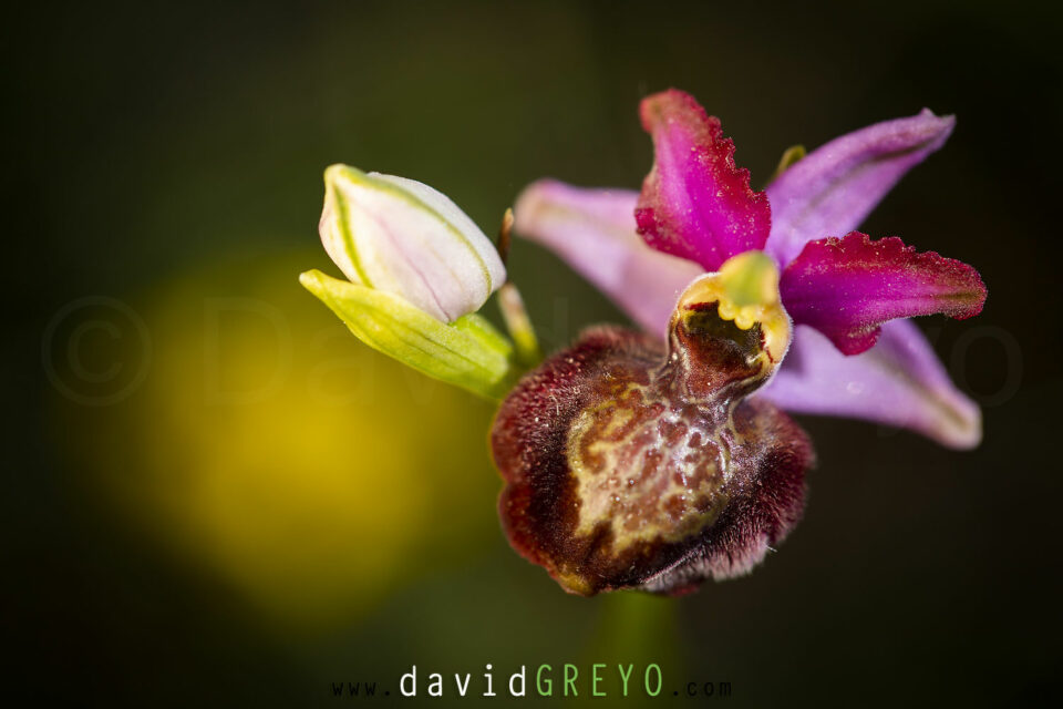 Ophrys de l'Aveyron